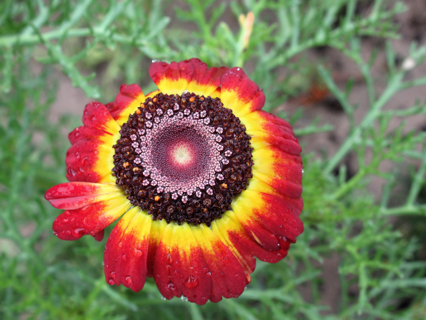 100 GERMAN FLAG DAISY Chrysanthemum Carinatum Tricolor Painted Red Yellow Black Flower Seeds - Blessings Grow Meadows -