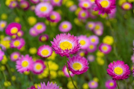 100 MIXED DOUBLE ACROCLINIUM Paper Daisy Helipterum Rhodanthe Flower Seeds - Blessings Grow Meadows -