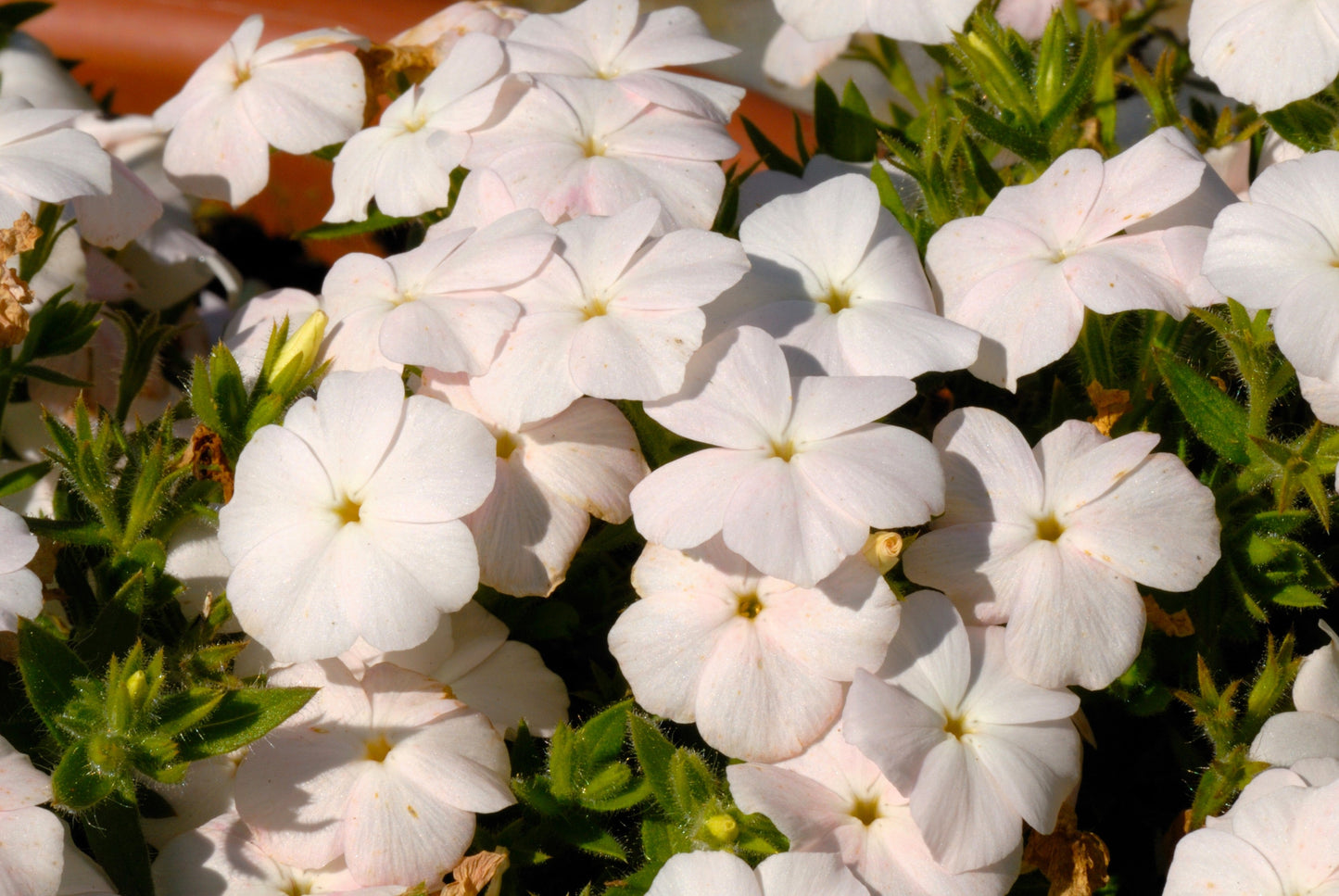 100 PHLOX OF SHEEP Pastel Mix Phlox Drummondii Multicolor Flower Seeds - Blessings Grow Meadows -