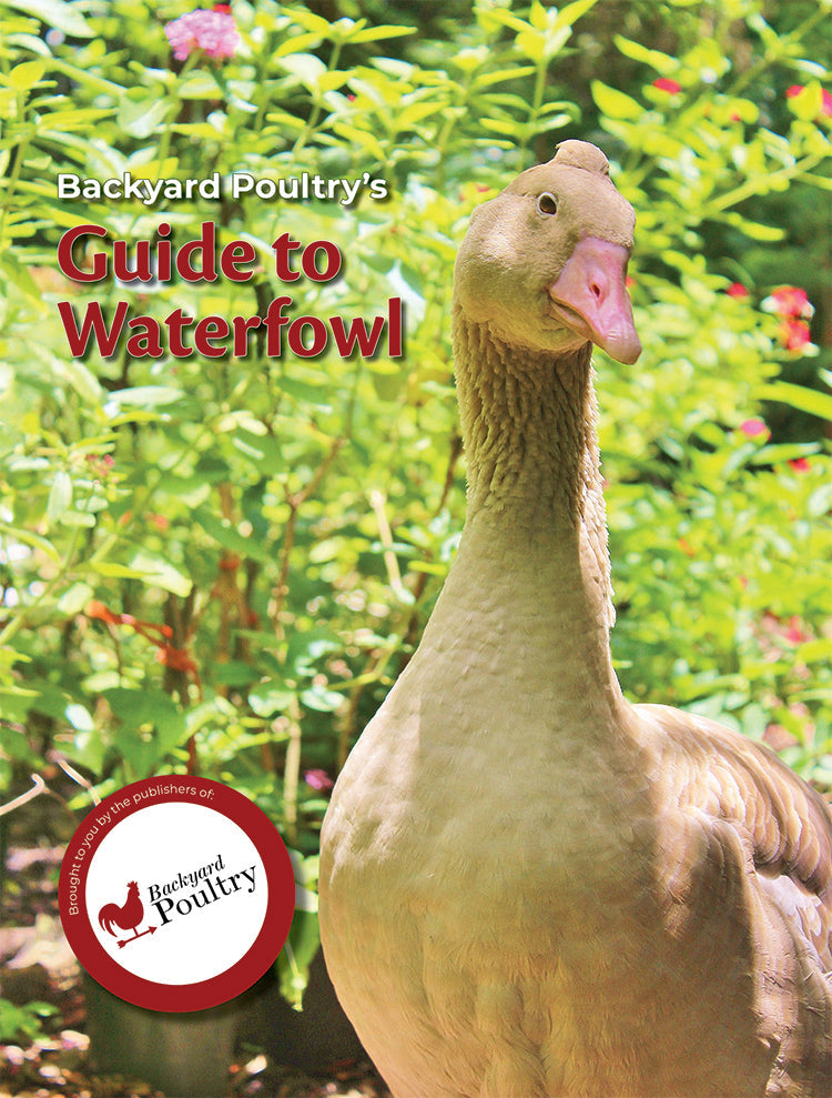 BACKYARD POULTRY'S GUIDE TO WATERFOWL - Blessings Grow Meadows