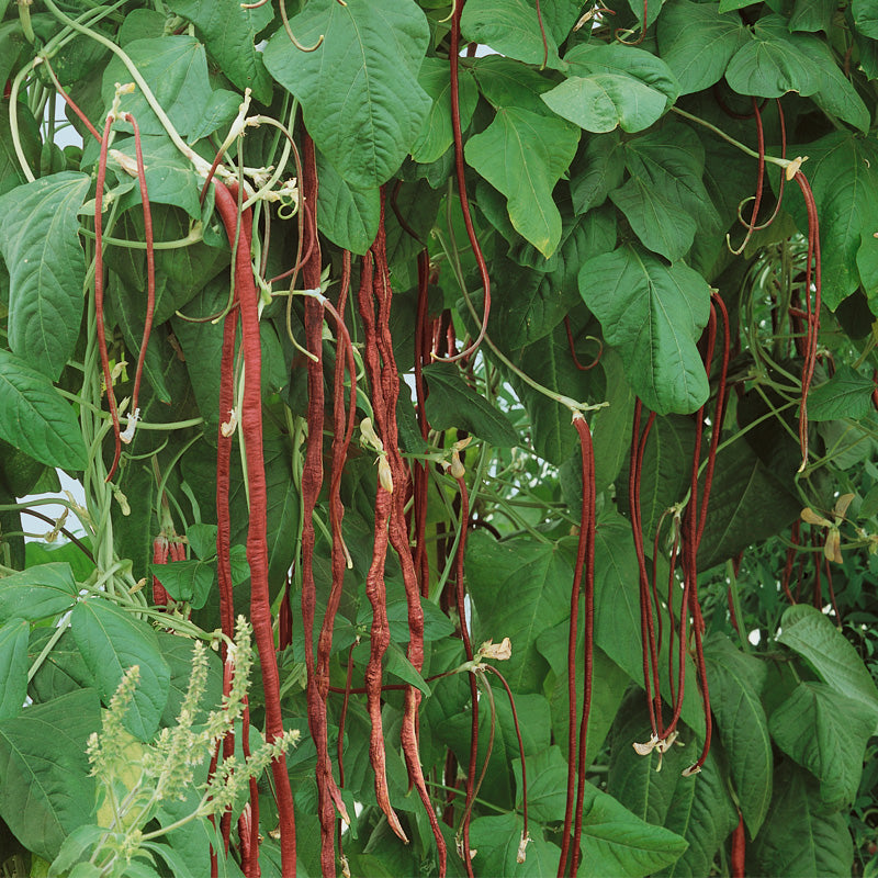 Organic yard long red pole bean seeds from Grow Organic, showing vibrant red pods and green beans in a close-up image.