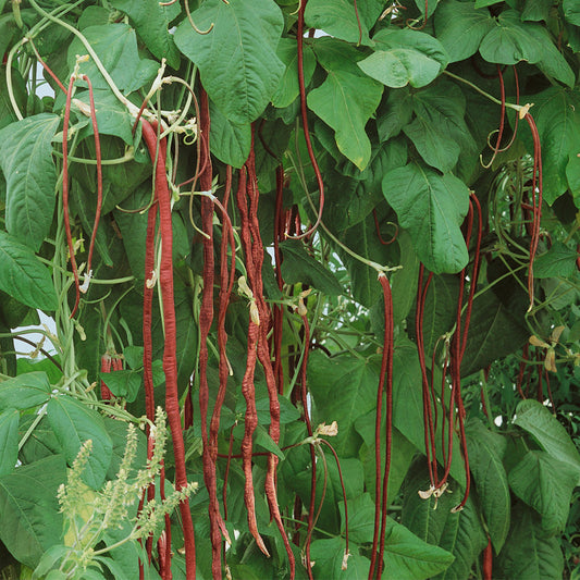Organic yard long red pole bean seeds from Grow Organic, showing vibrant red pods and green beans in a close-up image.