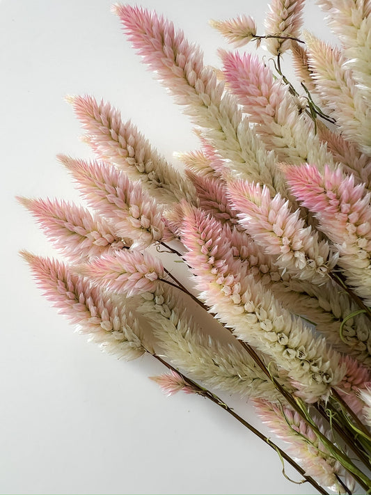 Dried Celosia Flamingo Feather from SMFF Flowers by Sunny Meadows Flower Farm, showcasing vibrant pink, feathery floral arrangement.