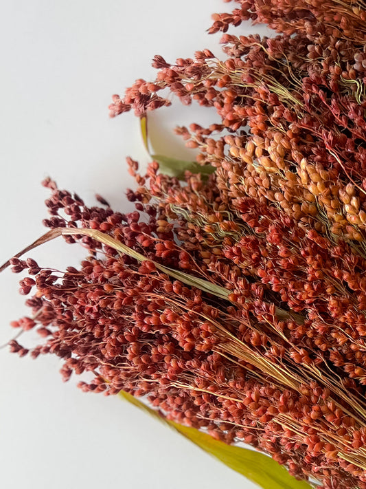 Dried Broomcorn Red