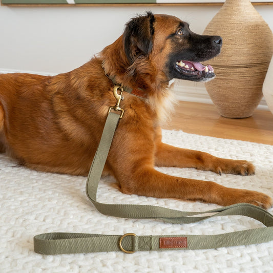 Tilley + Me hemp cotton dog collar showing adjustable, lightweight, soft, durable design in natural hemp color.