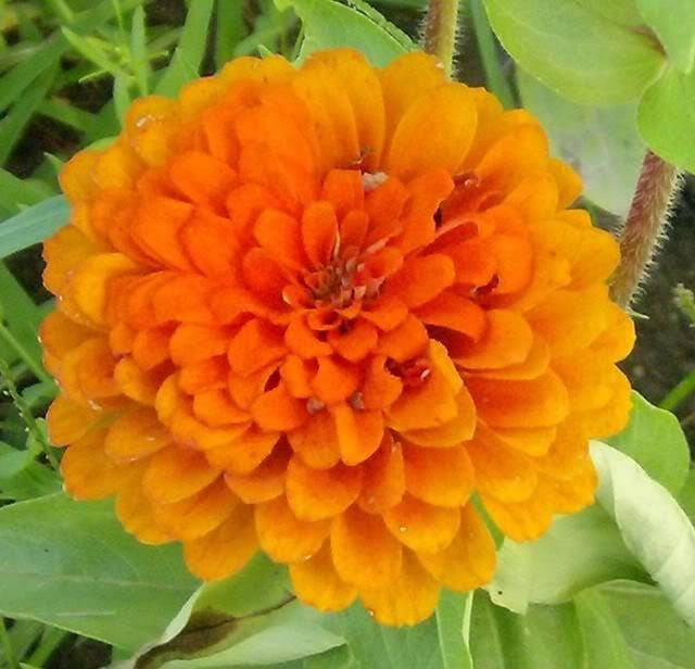 200 Mixed Colors ZINNIA POMPON Zinnia Elegans Flower Seeds - Blessings Grow Meadows -