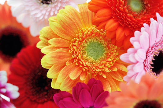 20 GERBER DAISY Mix Gerbera Jamesonii aka Barberton or African Daisy Mixed Colors Pink Purple Red Orange Yellow White Flower Seeds - Blessings Grow Meadows -