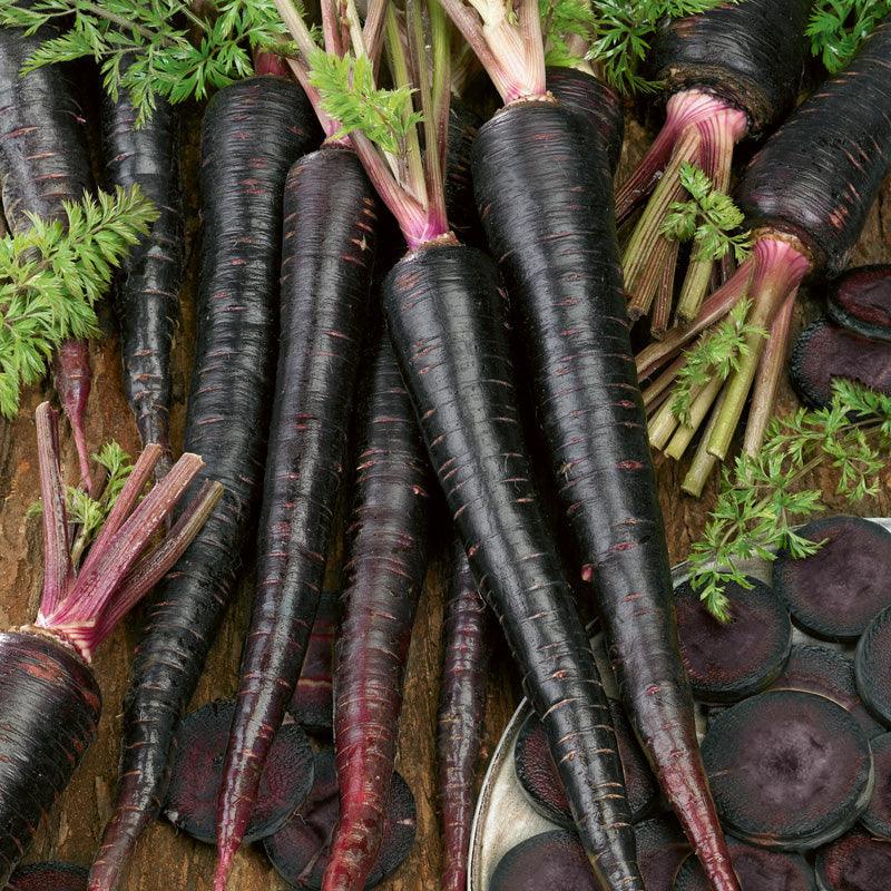 Black Nebula Carrot Seeds (Organic) - Blessings Grow Meadows