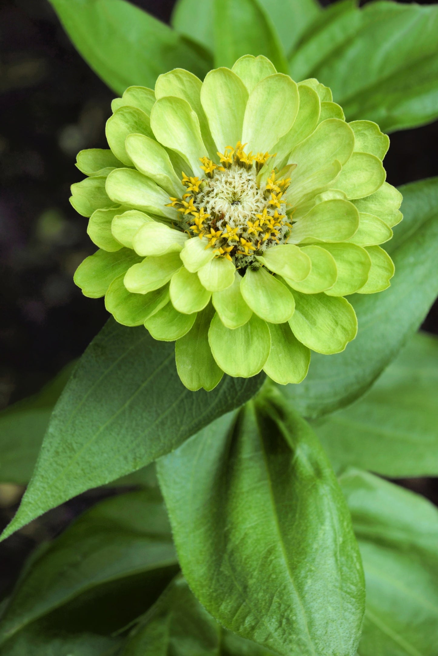 250 GREEN ENVY ZINNIA Elegans Heirloom Chartreuse Double Flower Seeds - Blessings Grow Meadows -