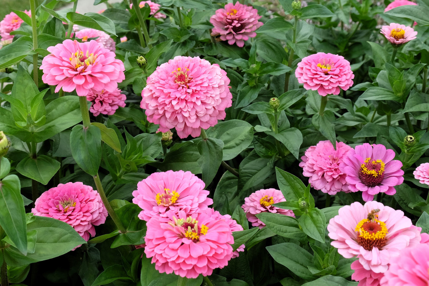 250 LUMINOSA PINK ZINNIA Elegans Flower Seeds - Blessings Grow Meadows -