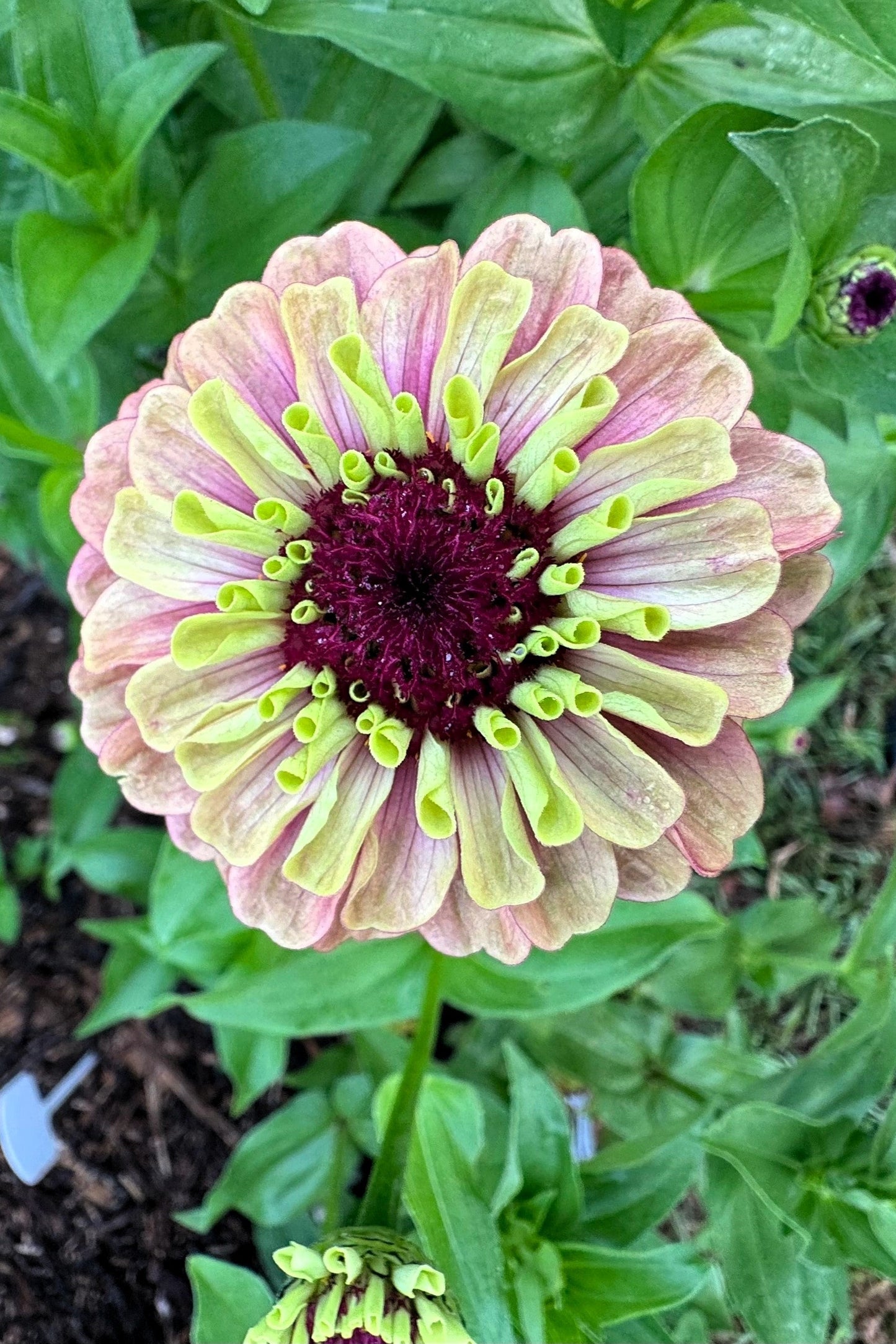 25 RED LIME QUEENY ZINNIA Elegans Green Queen Flower Seeds - Blessings Grow Meadows -