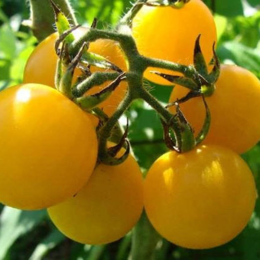 Honey Drop Tomato Seeds - Heirloom Sweet Yellow Cherry, 10-100 Count