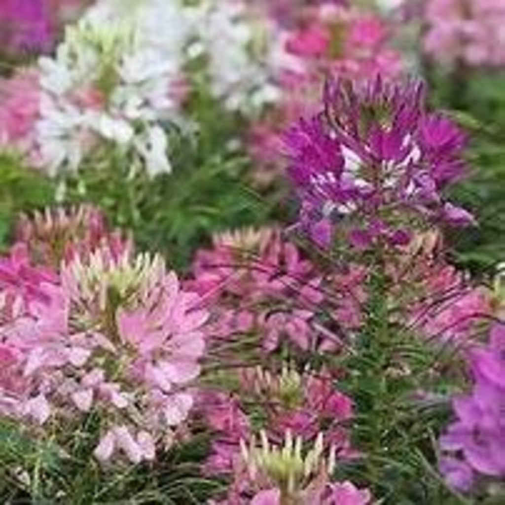 Steep Hill Garden Cleome Seeds, pink and purple spider flower, self-seeding annual plant, 50 seeds in package