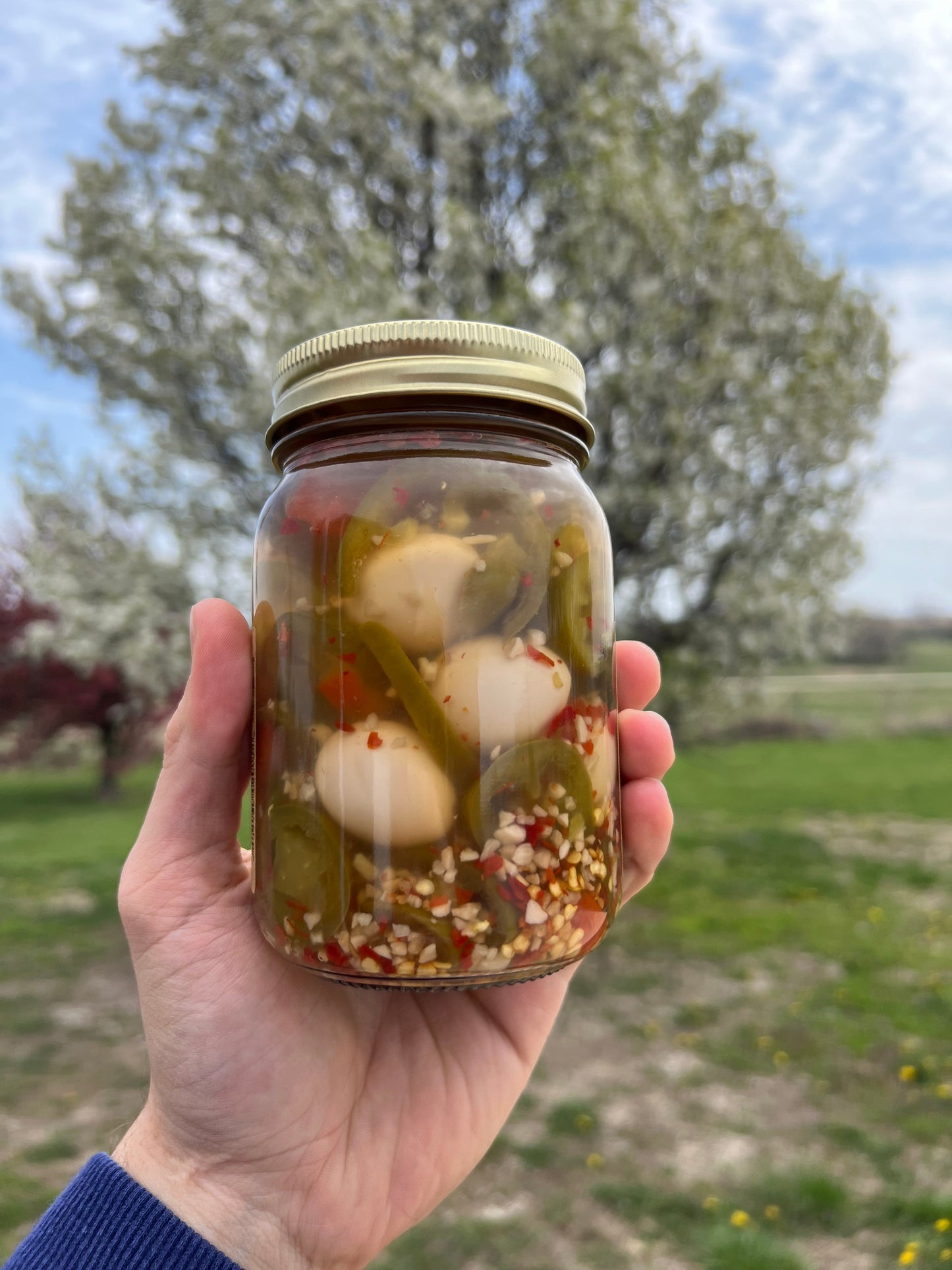 Pickled Jalapeño Quail Eggs - Amish Country Store ~ Blessings Grow Meadows
