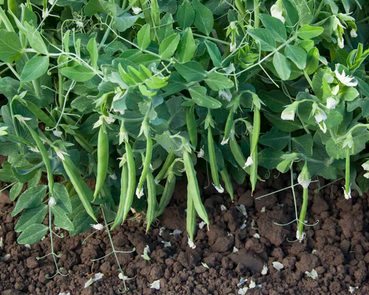 Snak Hero Snack Pea Seeds - Blessings Grow Meadows