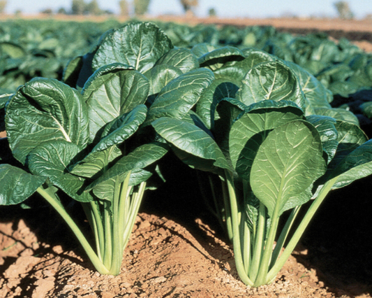 Savanna Hybrid Mustard Green Seeds - Blessings Grow Meadows