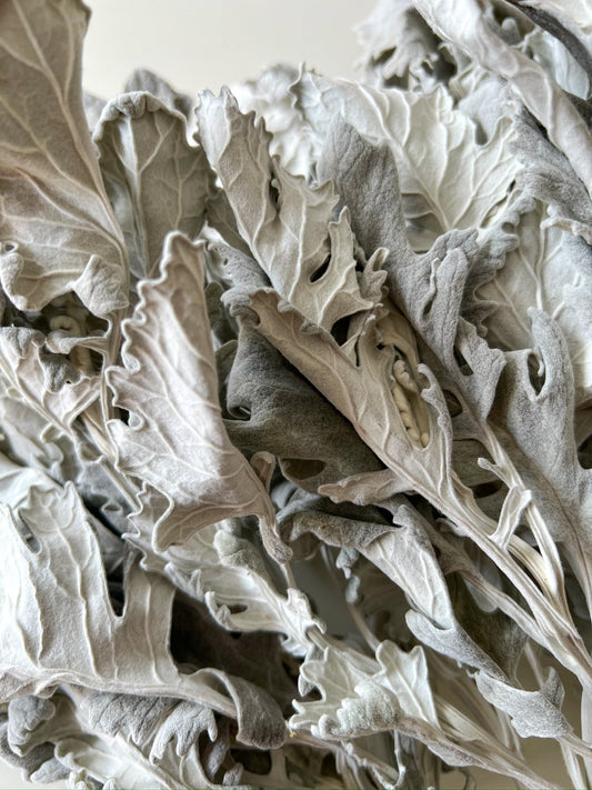 Dried Dusty Miller leaves from SMFF Flowers by Sunny Meadows Flower Farm, showing silvery-gray foliage on a neutral background.