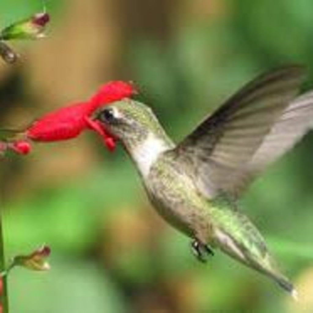 Belize Sage Live Plant (Salvia miniata) – Hummingbird & Pollinator Perennial, Zones 9–11