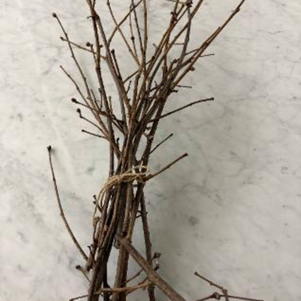 Hazelnut Twigs – Crafting, Floral & Ritual Bundles