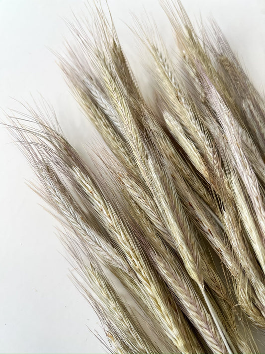 Dried Rye
