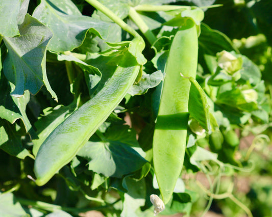 Mr. Big Pea Seeds - Blessings Grow Meadows