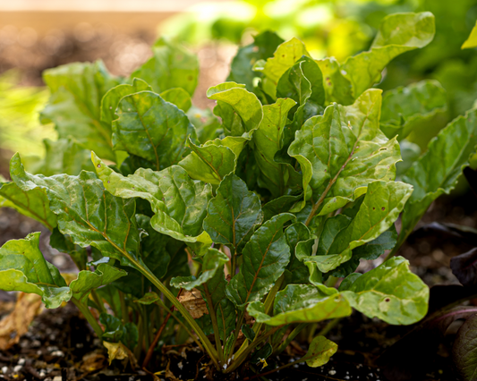 Golden Detroit Beet Seeds - Blessings Grow Meadows