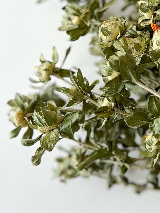 Dried green safflower flowers from Sunny Meadows Flower Farm, showcasing vibrant, natural dried floral blooms.