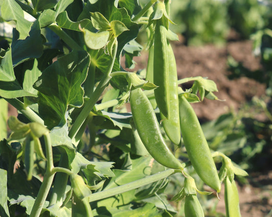 Sugar Ann Pea Seeds - Blessings Grow Meadows