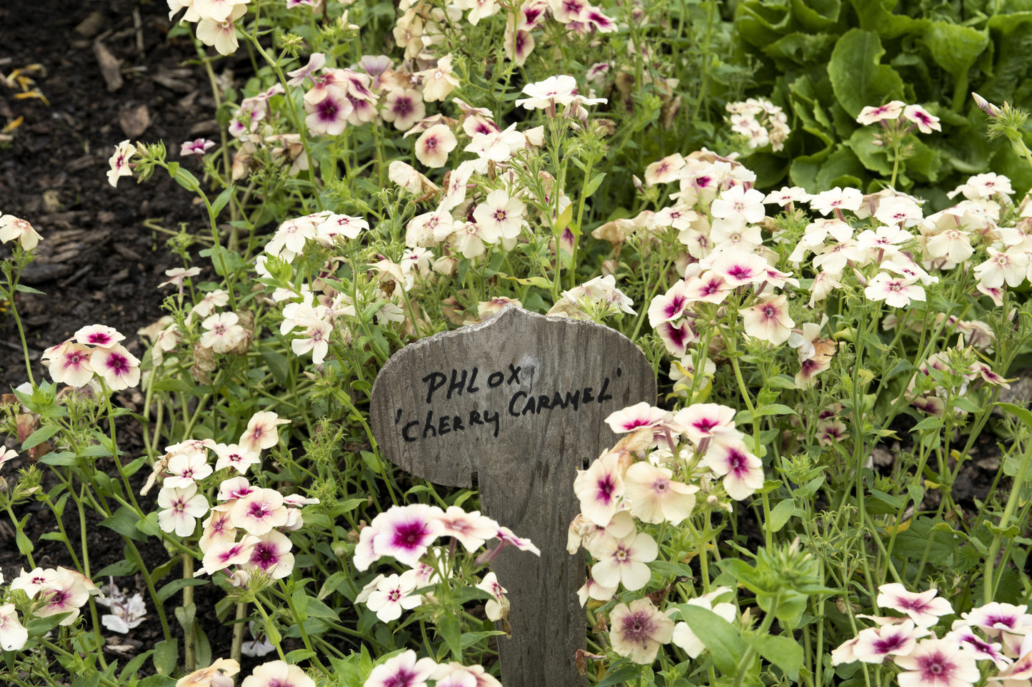 50 CHERRY CARAMEL PHLOX Drummondii Bicolor Pink Flower Seeds - Blessings Grow Meadows -