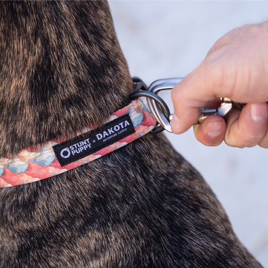 Dakota Adventure Supply Stunt Puppy x DAS Badlands Everyday Dog Collar with durable nylon strap and metal buckle.