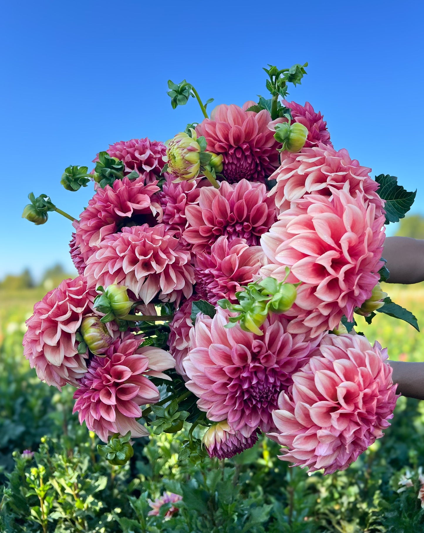 Dahlia Orange Globe-3 Rooted Cuttings