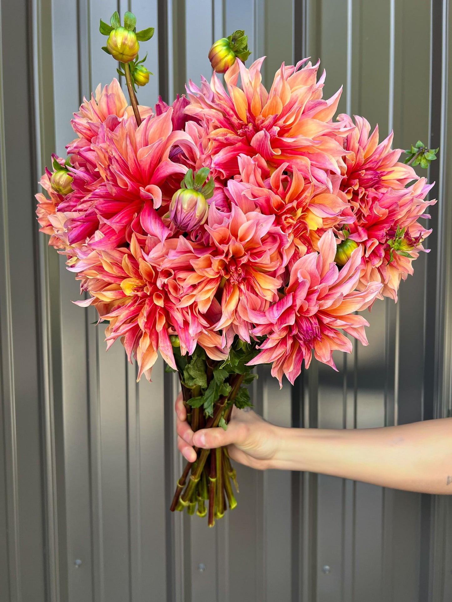 Dahlia Tuber Labyrinth