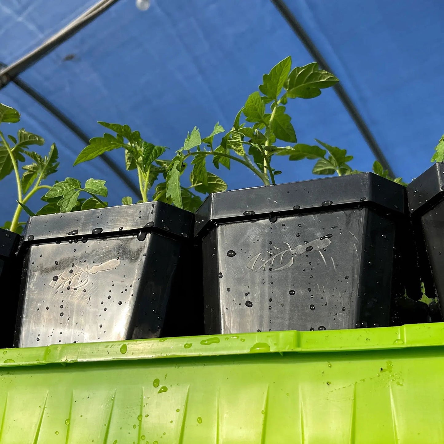 Seedlings in Bootstrap Farmer 5" Reusable Seed Starting Pots with Insert rest on a green shelf, with visible water droplets on the pots and a blue protective cover overhead, suggesting a greenhouse environment.
