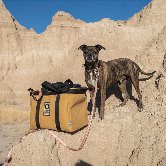 Dakota Adventure Supply Stunt Puppy x DAS Badlands Everyday Leash with durable nylon material and metal clip for dogs.