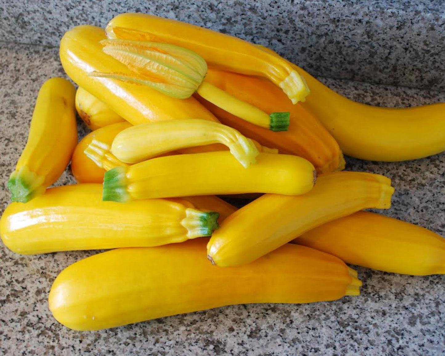 Golden Zucchini Seeds - Blessings Grow Meadows