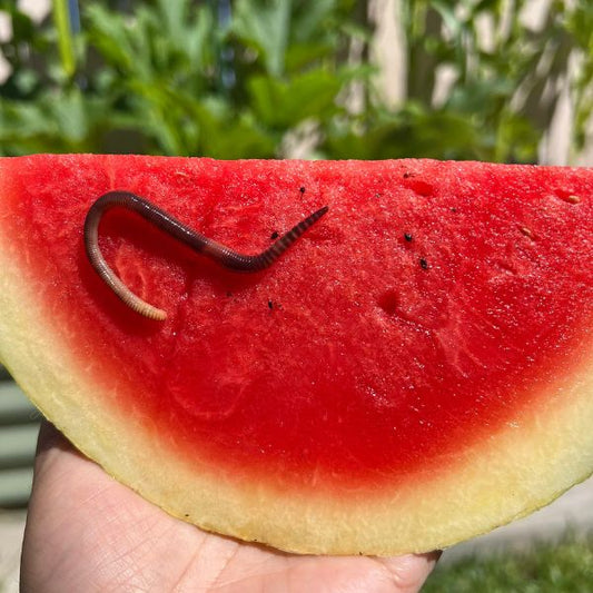 Red Wiggler composting worms from Meme's Worms, shown in a natural setting, ideal for organic composting and soil enrichment.