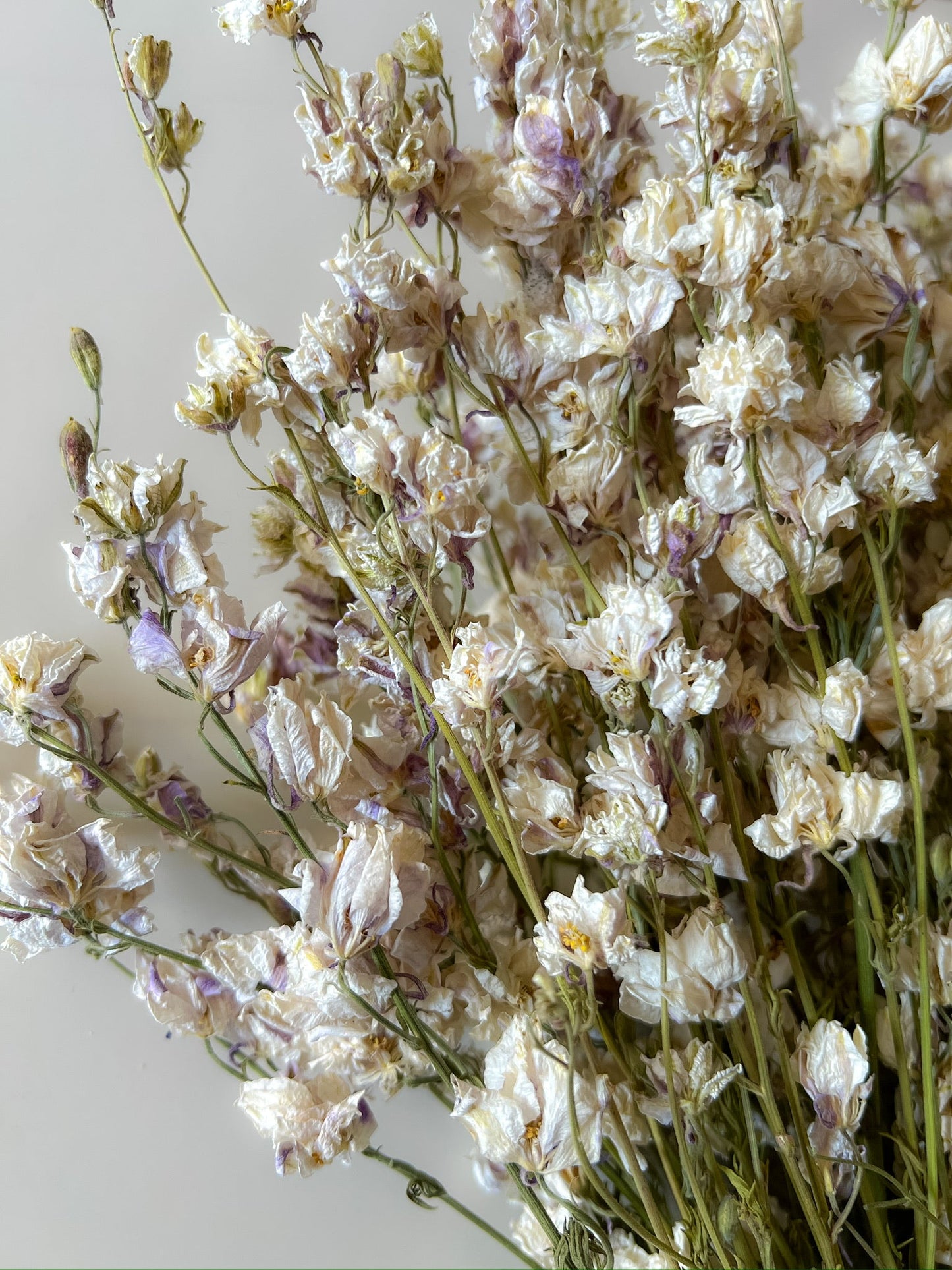 Dried Larkspur Smokey Eyes