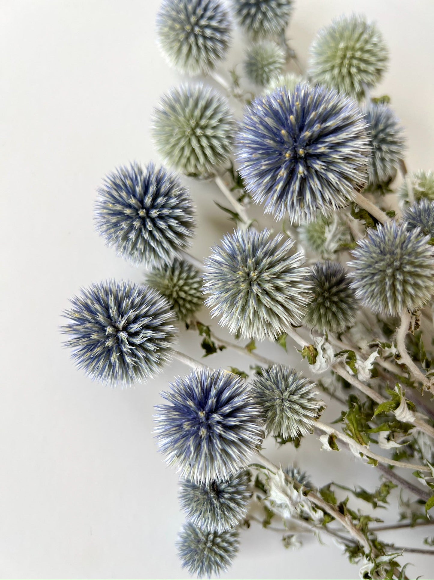 Dried Echinops