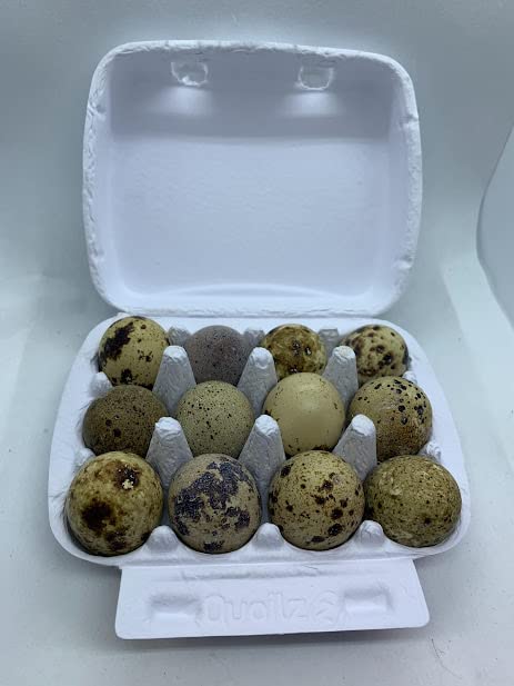 Red Range Coturnix Quail hatching eggs from Quailz.com, showing eight smooth, oval eggs with reddish-brown shells.