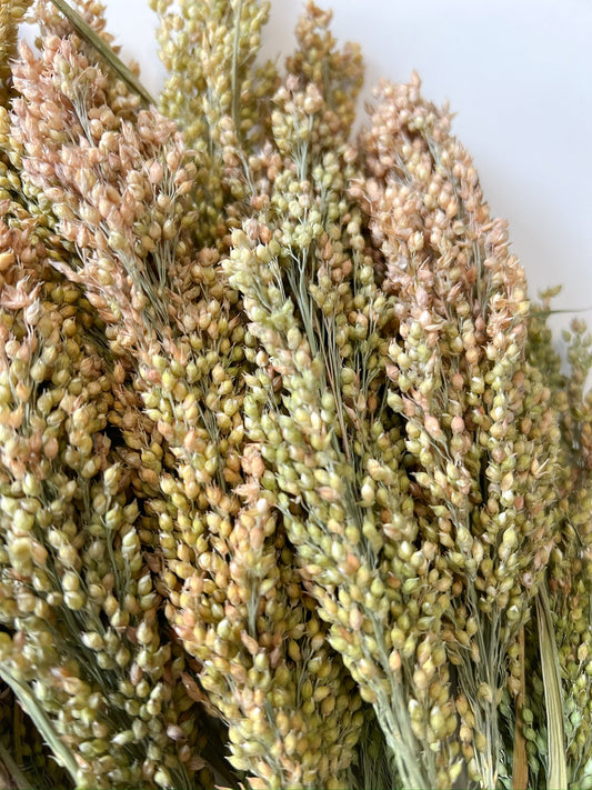 Dried Proso millet flower arrangement from Sunny Meadows Flower Farm, showcasing delicate golden millet stems and blooms.