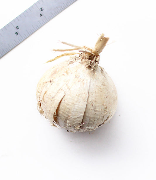 Allium Pinball Wizard bulb from BloomingBulb, showing a single purple flower bulb for spring planting.