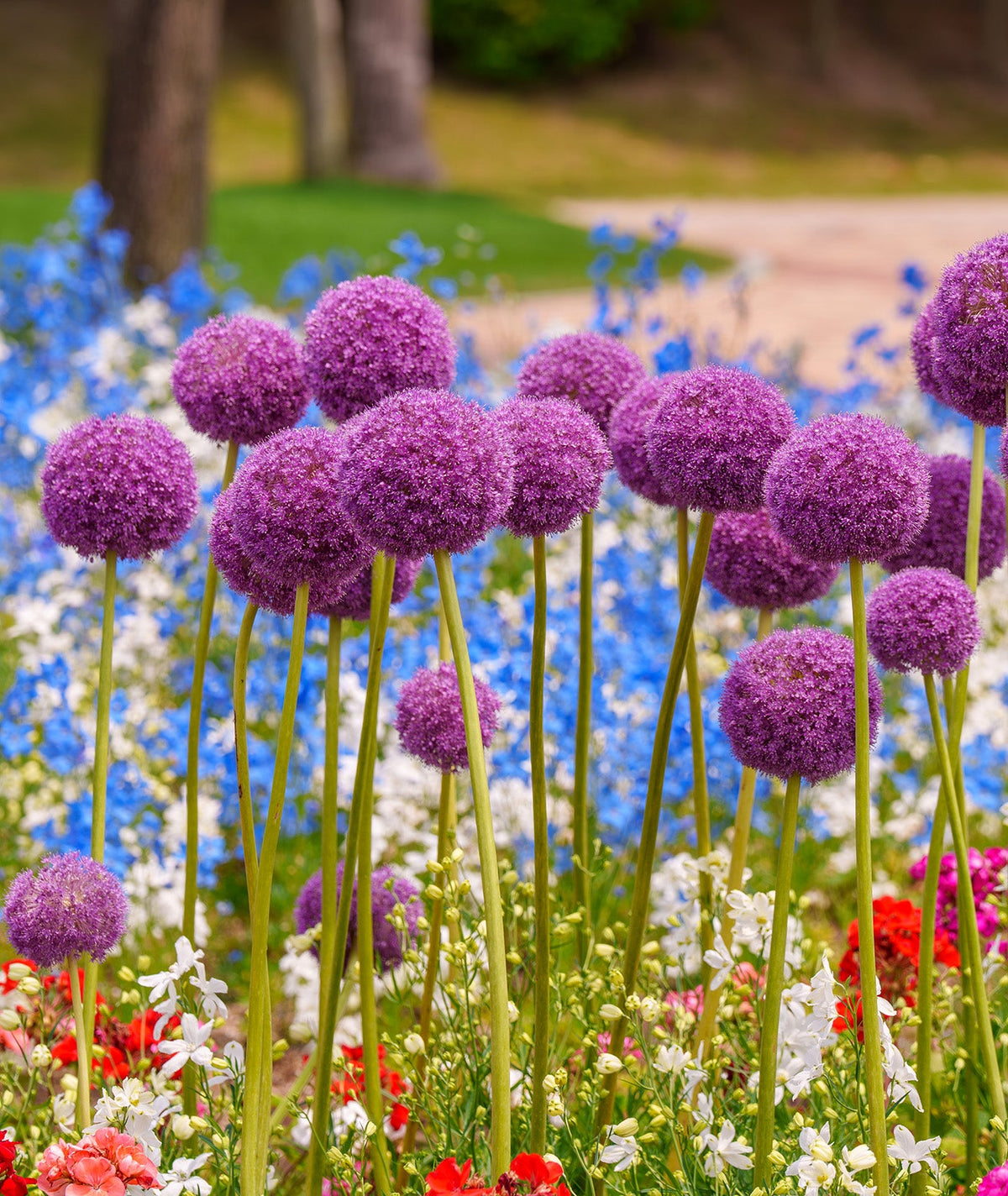 Three BloomingBulb Giganteum Allium bulbs with large purple flower heads and green stems on a white background.