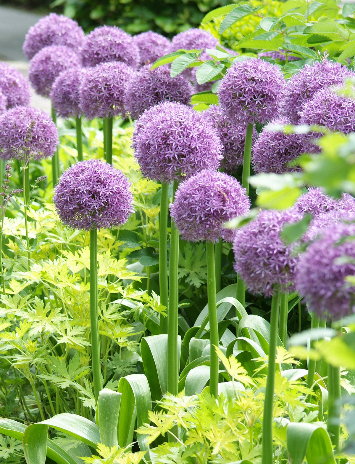 Globemaster Allium - 3 bulbs