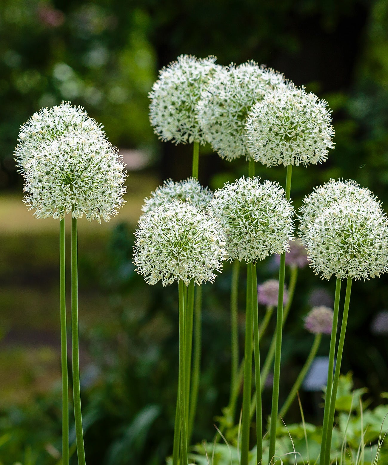 White Giant Allium - 3 bulbs