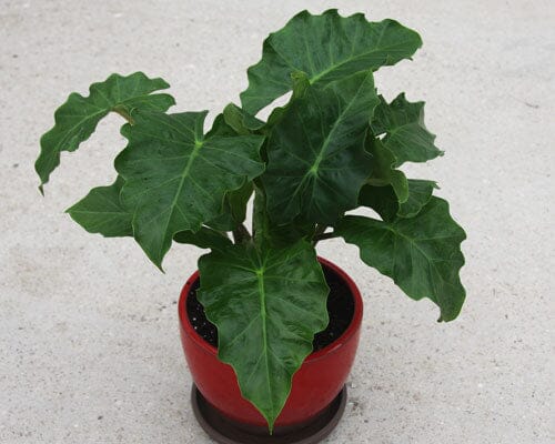 Alocasia Low Rider Tropical Houseplant in 4 Container - Blessings Grow Meadows -