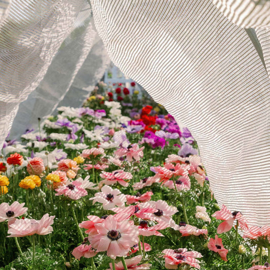 Photograph of a garden showing a profusion of pink, white, and purple anemones and ranunculus flowers seen through a striped sheer curtain in a greenhouse setting with sunlight creating delicate shadows on the petals