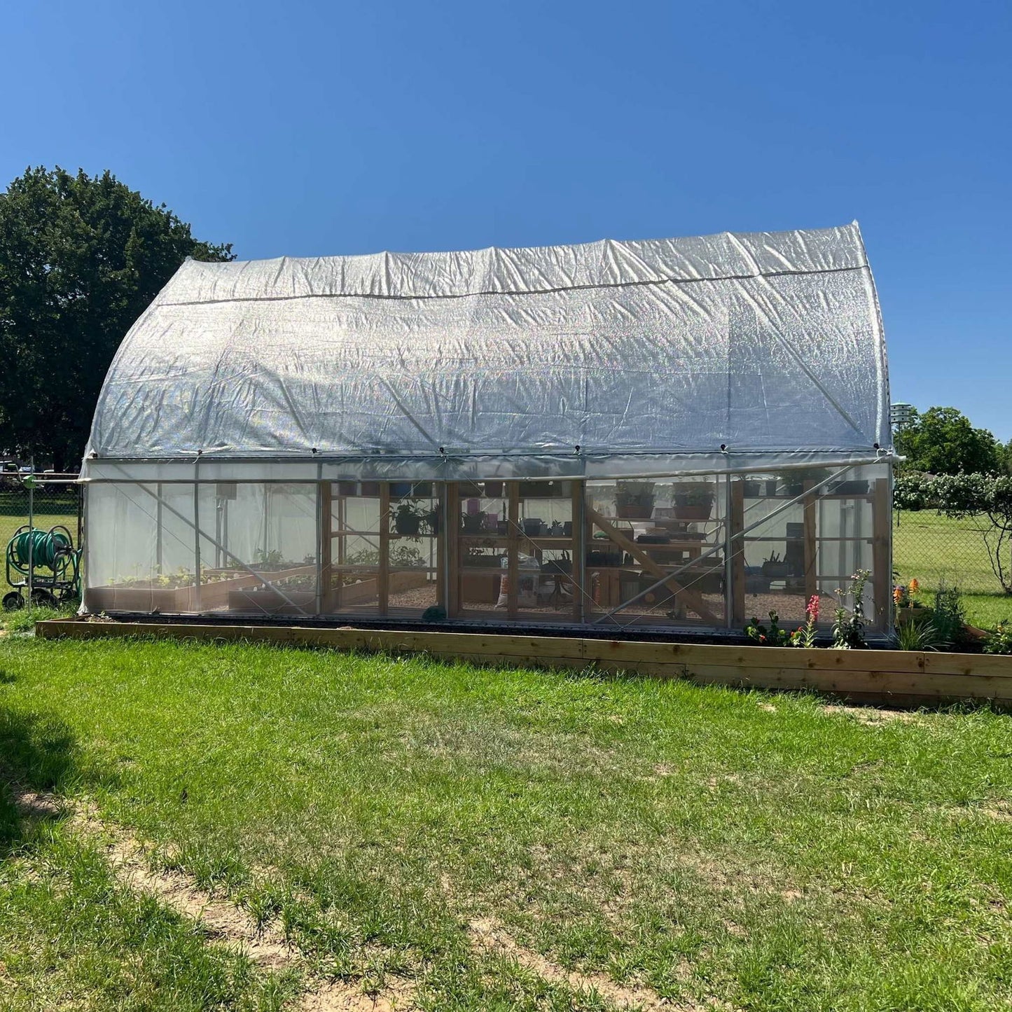 Photograph of a high tunnel greenhouse with a translucent silver cover showing various plants and gardening tools inside next to a chain link fence and lush green grass, featuring vibrant orange flowers and a garden hose.