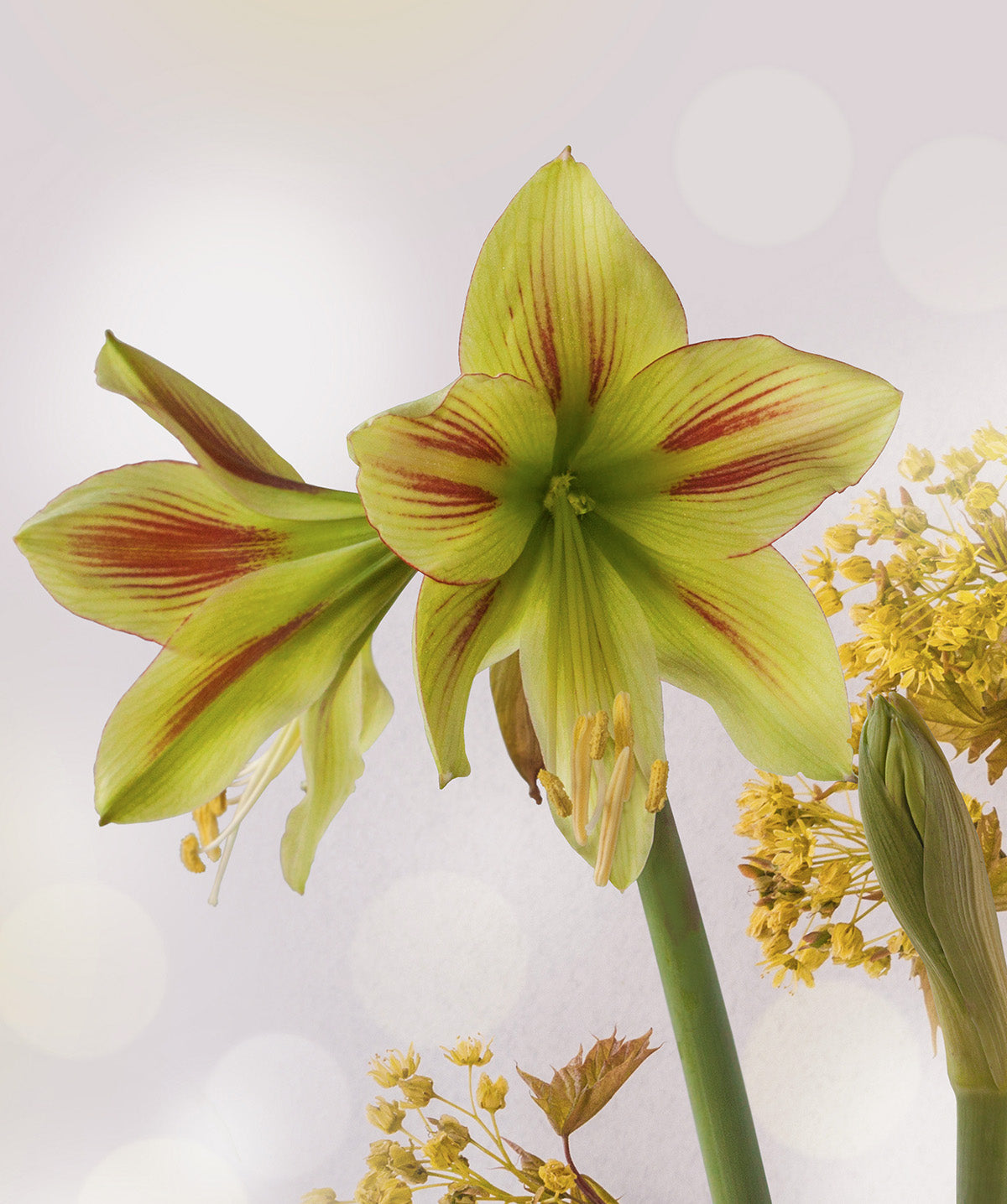 Graffiti® Sonatini Amaryllis - 14-18 cm bulb