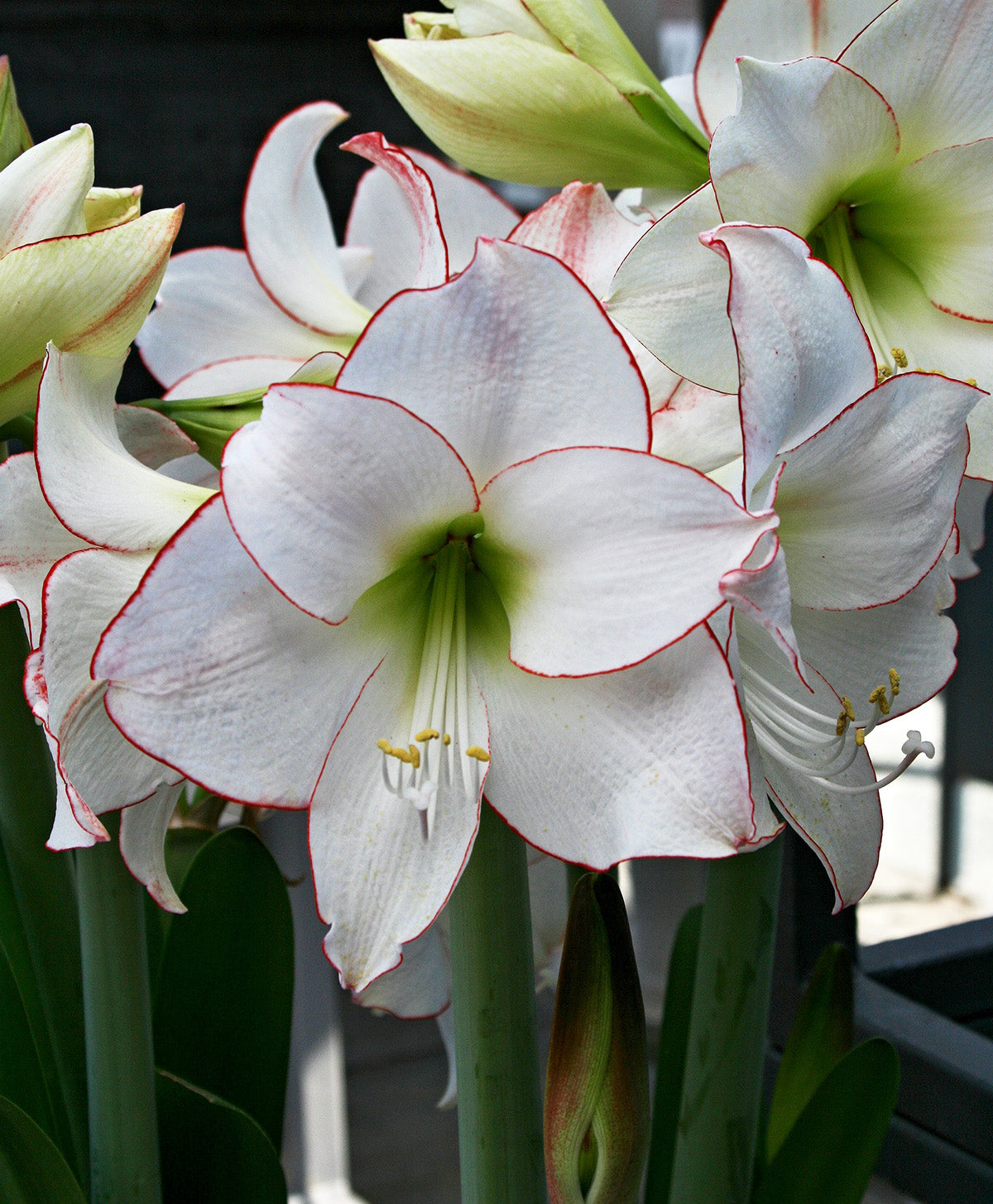 Picotee Amaryllis - 22-26 cm bulb