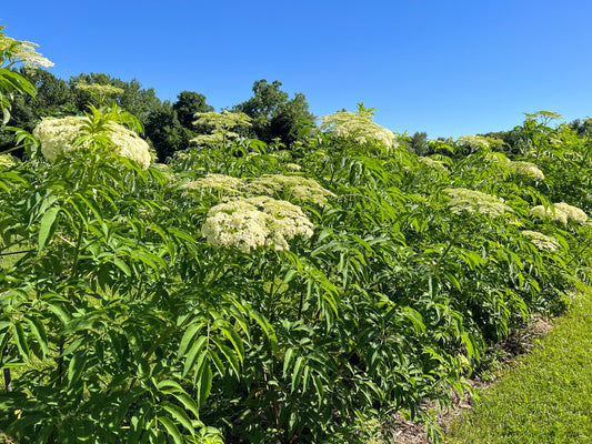 Fresh elderberry bundle from The Farm On Central, ideal for warm climate herbal remedies and natural health.